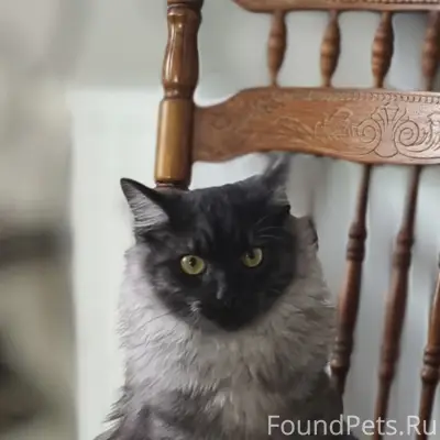 Пропал кот Григорий, г. Судогда