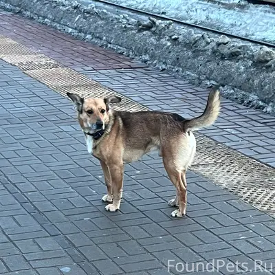 Пропала собака, Медведка