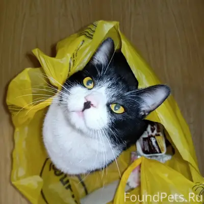 Пропал кот, Затверечье, ул. 1-я Новозаводская