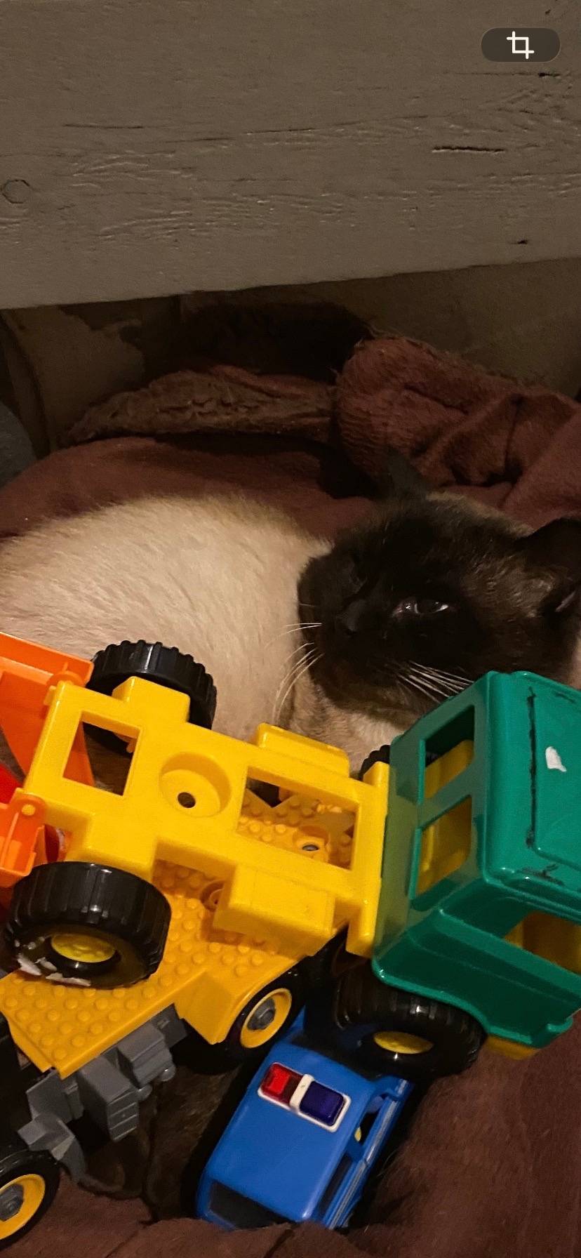 Пропал кот, нуждается в лечении