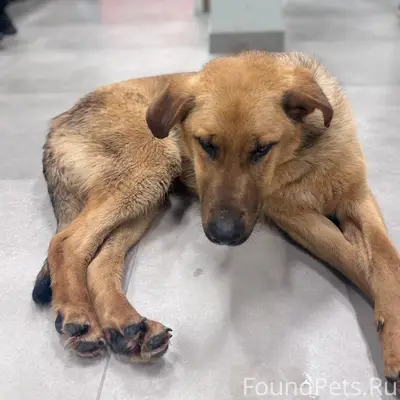 Найден пёс без бирки и ошейника