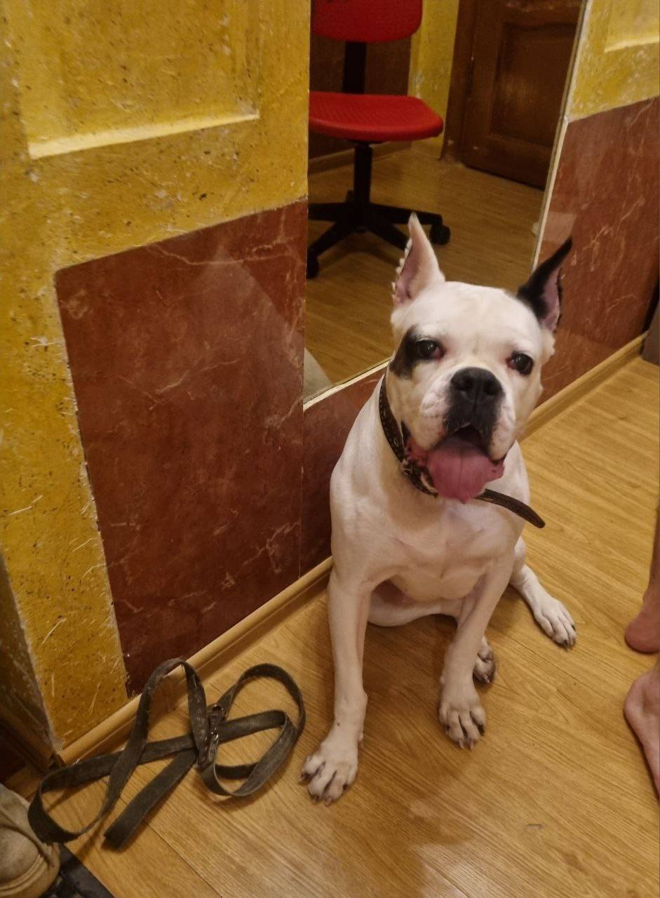 Найден тип собака, 15 микрорайон