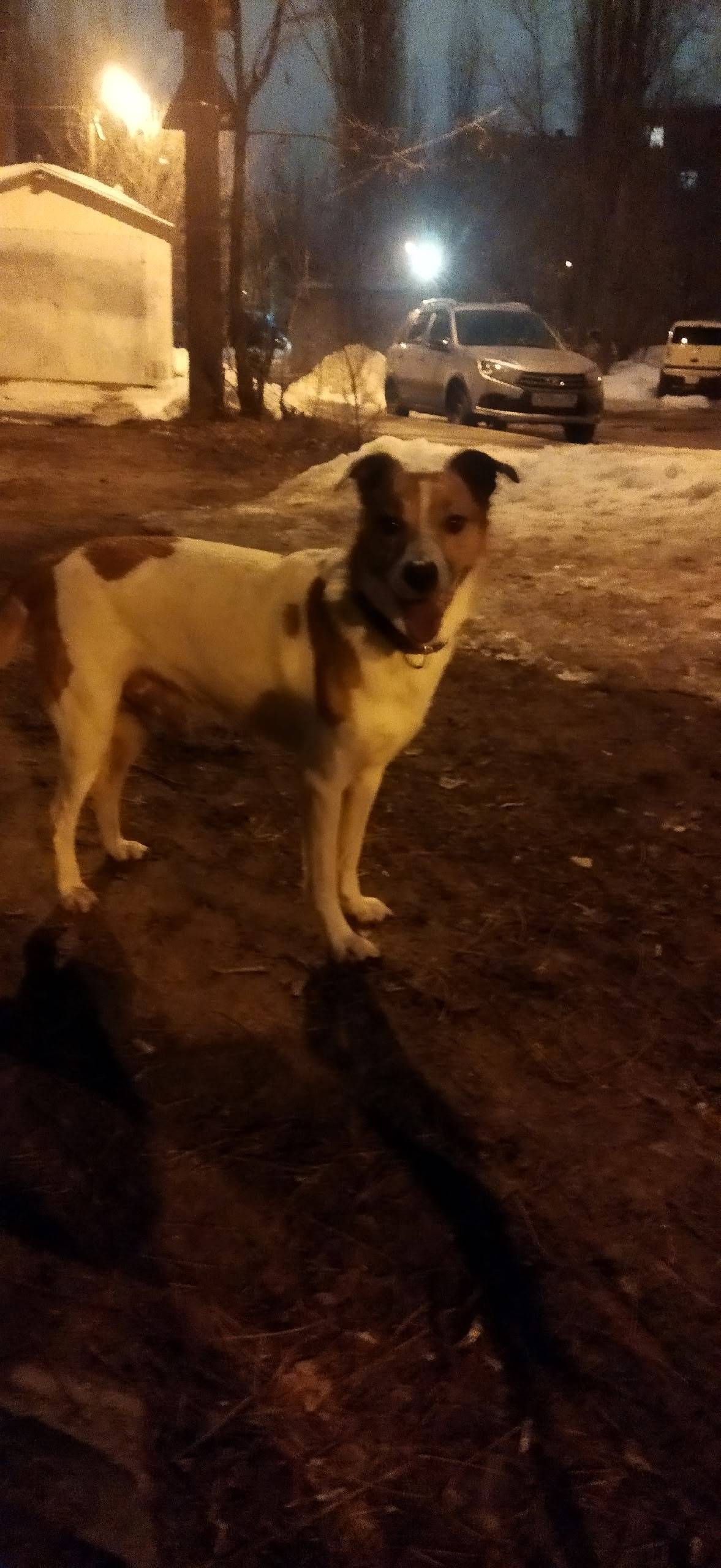 Пропала собака, улица Пеше-Стрелецкая