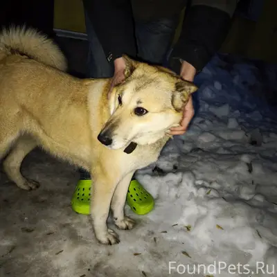 Найден пёс, Фабричный район