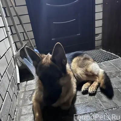 Пропал кобель Немецкая Овчарка Акут, ул. Максима Горького