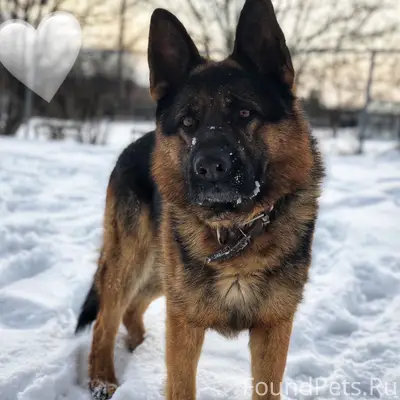 Пропала немецкая овчарка, микрорайон Черёмушки