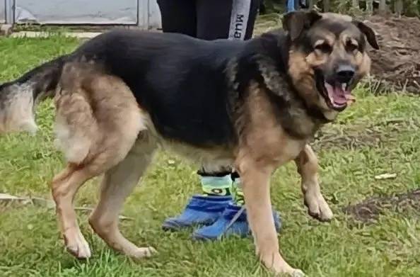 Пропал Мухтар, район бывшего Мясокомбината