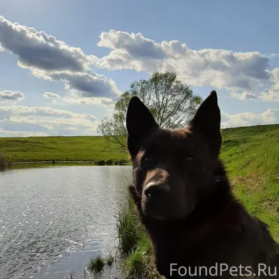 Пропал Мухтар, Электроугли/Ногинск