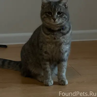 Пропал кот Маркиз, Индустриальное шоссе 22