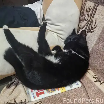 Пропал кот Мурзик, Самстрой