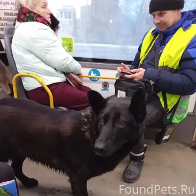 Пропал чёрный пес, похож на овчарку, ул. Б. Санкт-Петербургская