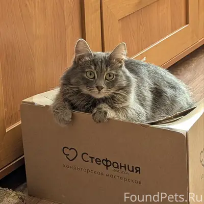 Пропала кошка, квартал 92/93