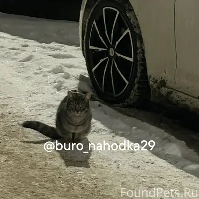 Найдена кошка, улица Гайдара