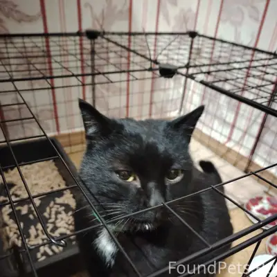 Найдена кошка с белым пятном, возле муравейника