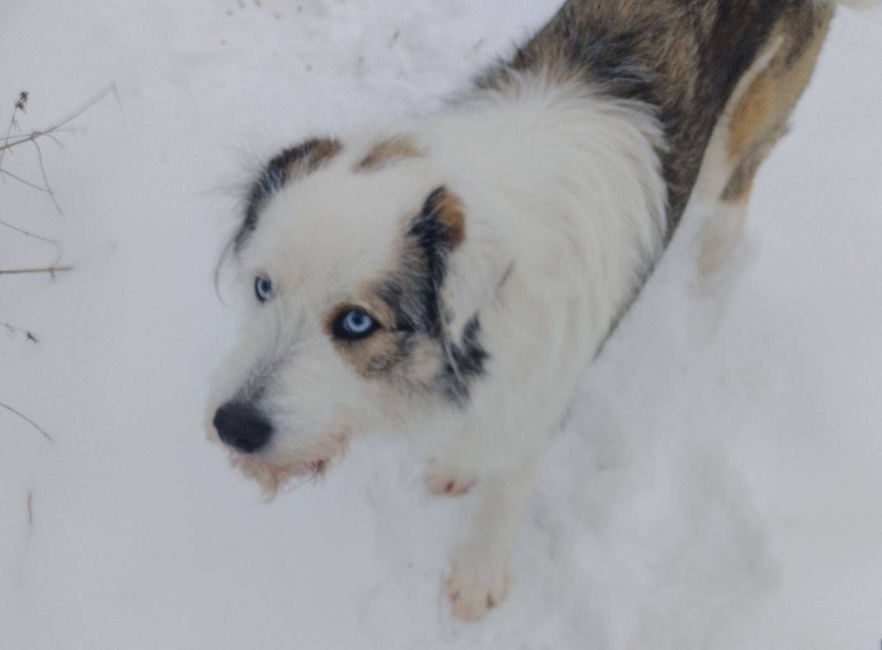 Пропала собака Боня, Васильево