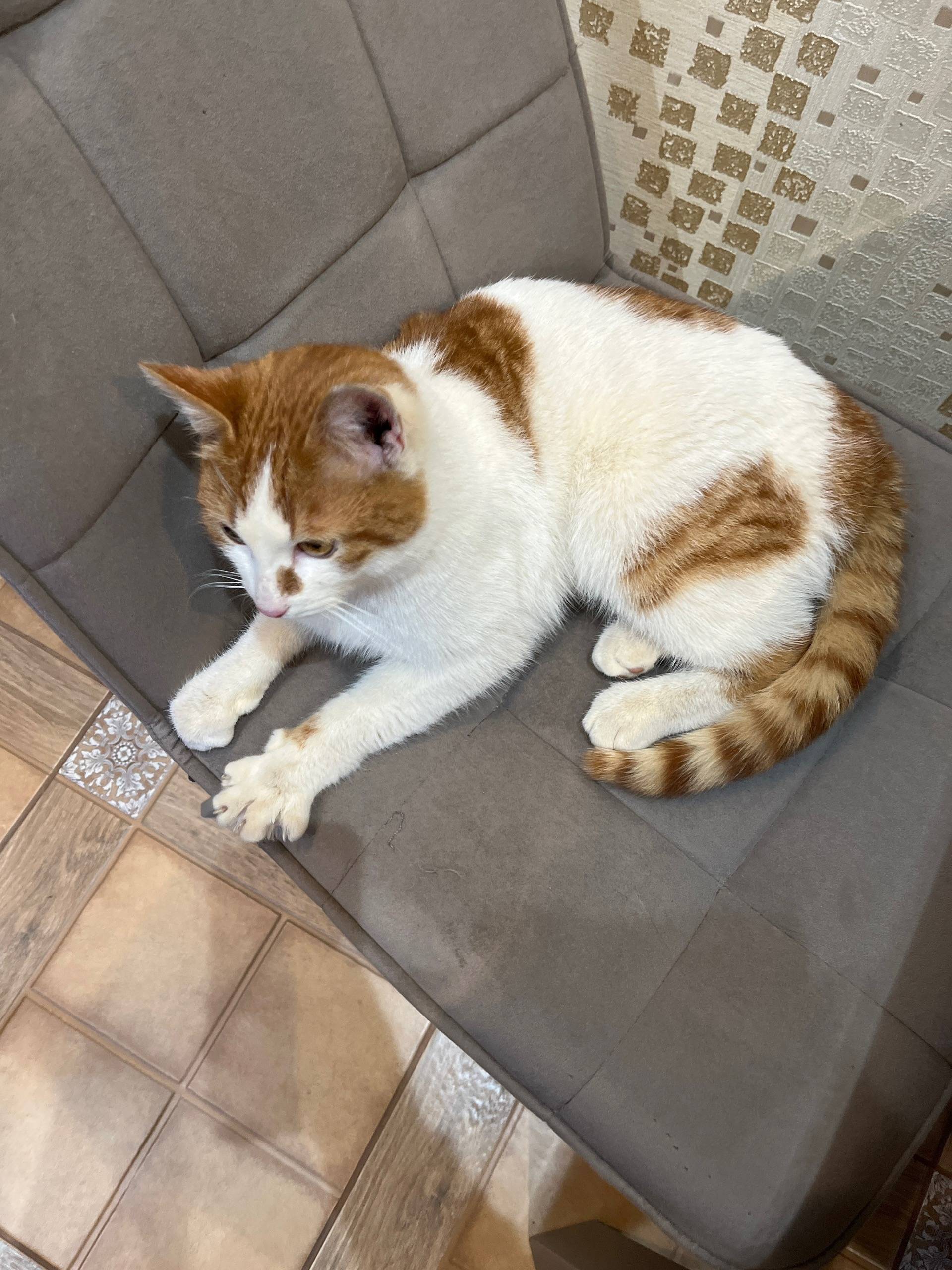 Найден кот, домашний, молодой, угол ул. Лейтейзена и ул. Клары Цеткин