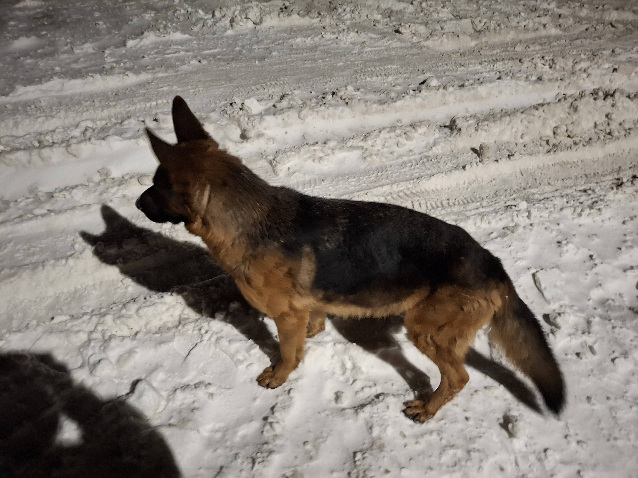 Пропала овчарка, Юбилейный, 1 Микрорайон