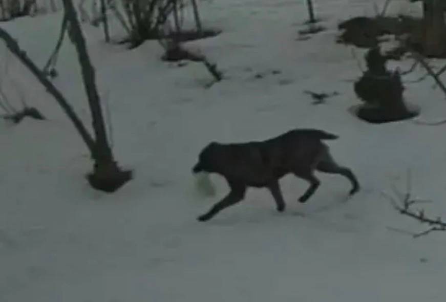 Найдена собака, место не указано