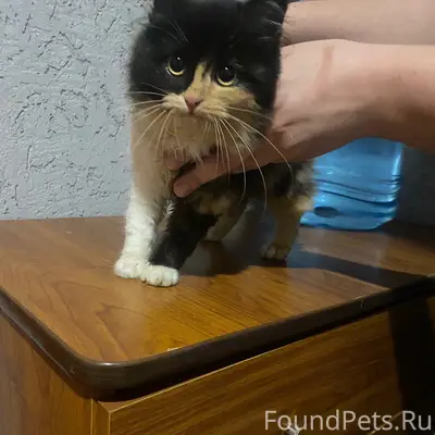 Найдена кошка с жёлтым ошейником, ул. Калинина