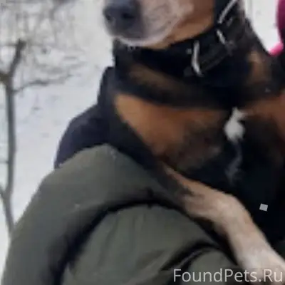 Пропал цвергпинчер Филя, фабричный район