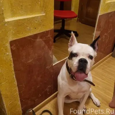 Найден тип собака, 15 микрорайон