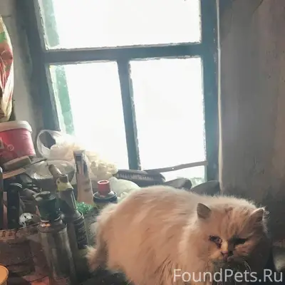 Пропал белый кот Маркиз