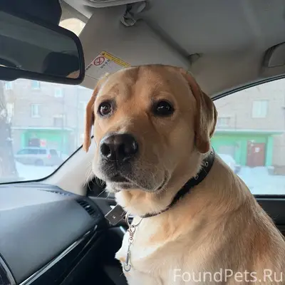 Найден пёс, рынок Черёмушки