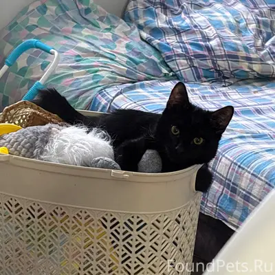 Пропал котёнок Сажик, улица 1 Колхозная 2