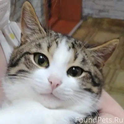 Пропал кот Барсик, район ул. Куйбышева, Кирова