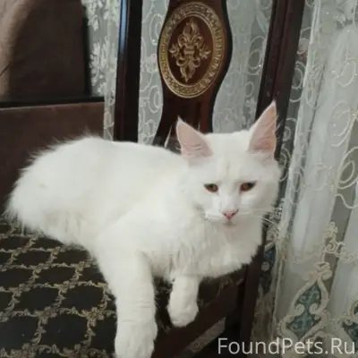 Пропал кот, район ул. Свободы и Лопатина