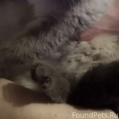 Найдена кошка, Барнаул, 80-й Гвардейской Дивизии