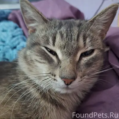 Пропал котёнок Кузя, район Пирогова