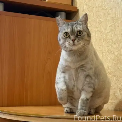 Найдена кошка, пр. Победы 24а