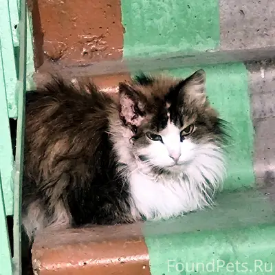 Найдена кошка, подъезд