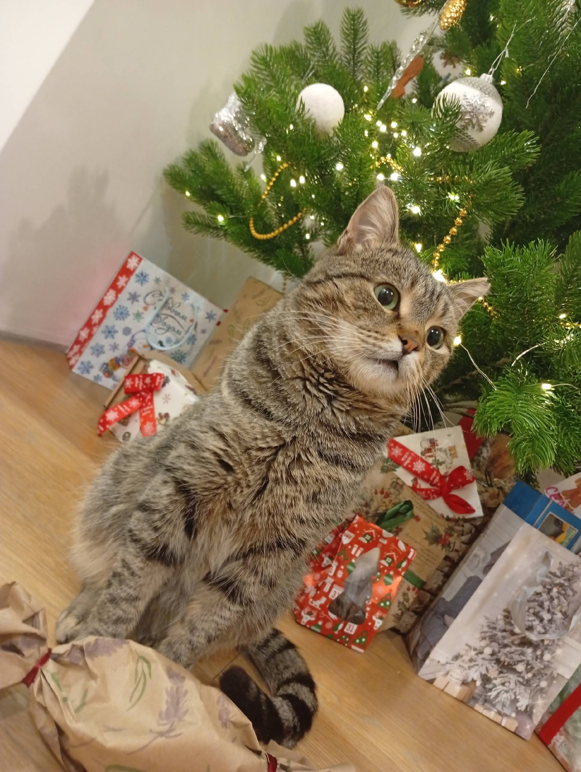 Пропал кот Кузя, улица Садовая