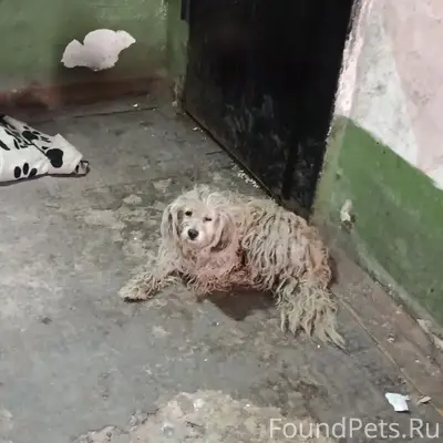 Найден щенок, Кузнецкий район