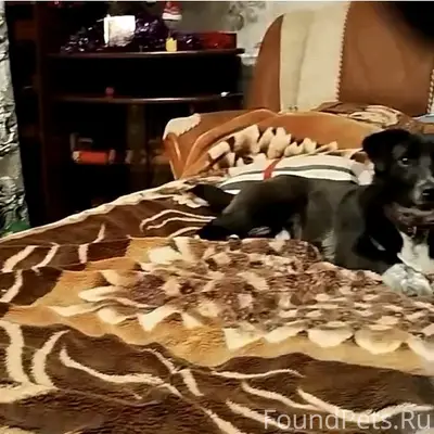 Пропал щенок Жулик, район Юбилейного