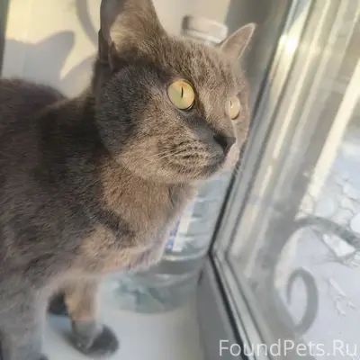 Пропал кот на Пролетарской