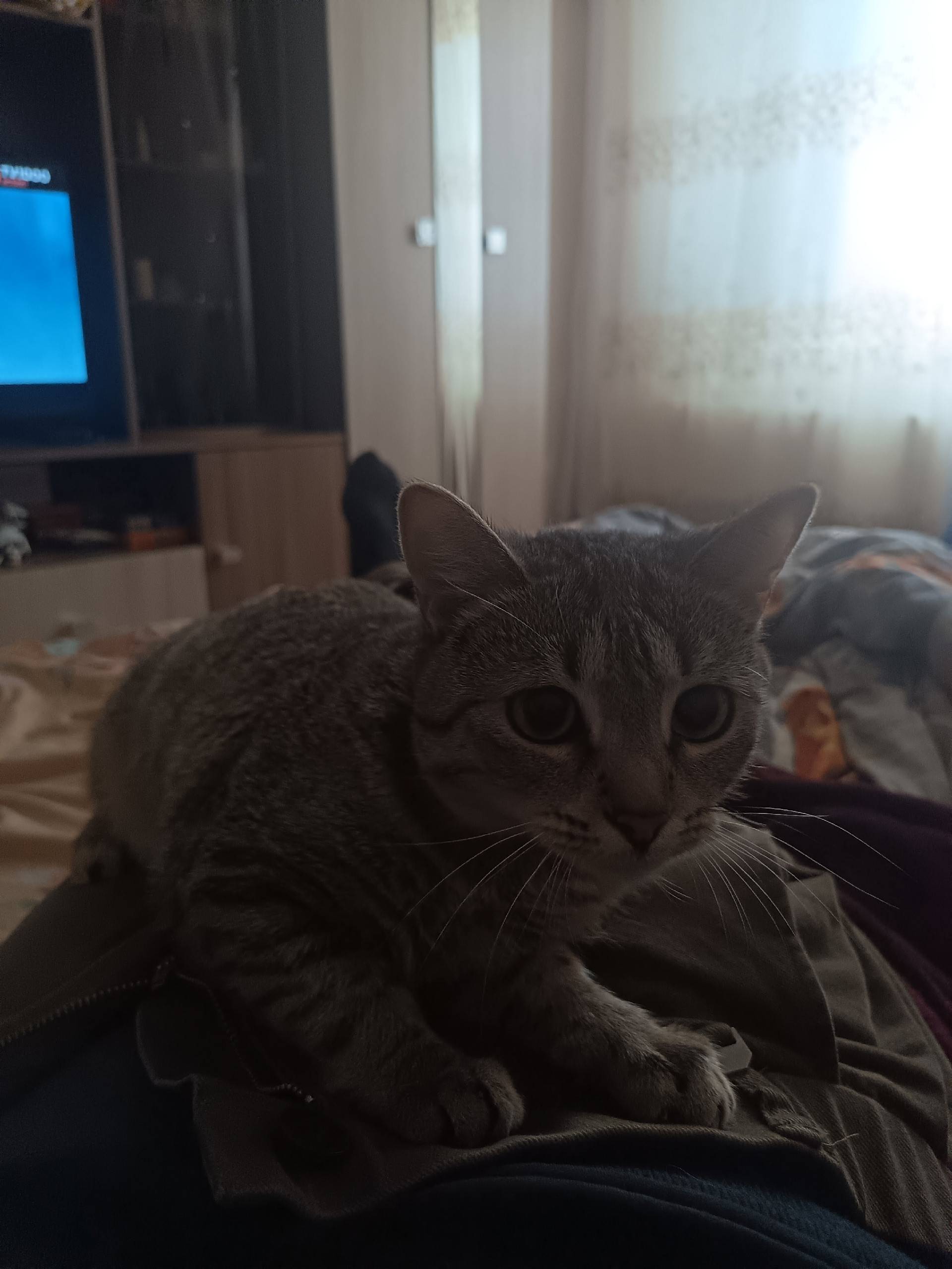 Пропала кошка, фиолетовый ошейник, Ул. Кольцовская