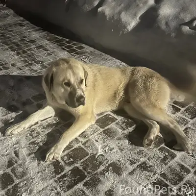 Найден алабай, Сормовский район