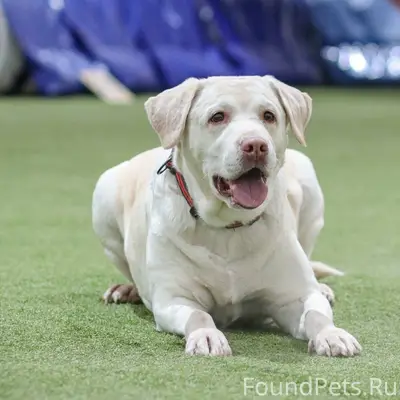 Пропала собака лабрадор Гретта, остановка Эдельвейс
