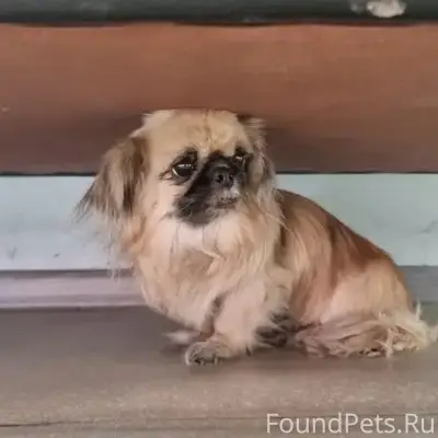 Найден щенок пекинеса, Буйко 2а