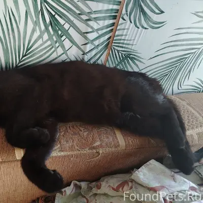 Найден котёнок, район Филичи