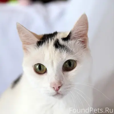 Найдена кошка Агнесса, Томск