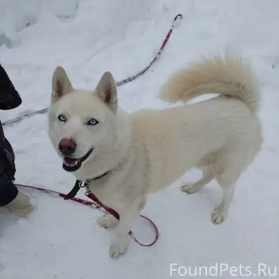 Найденная собака на трассе между Шолоховым и Новленским