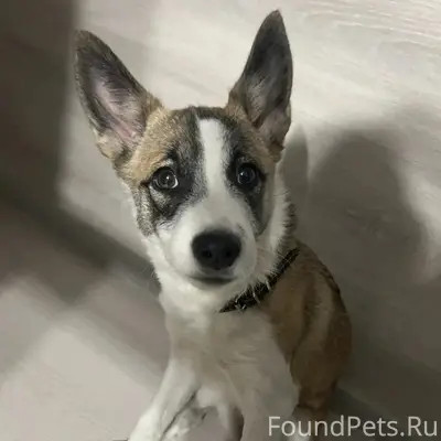 Найден пёс, [место не указано]