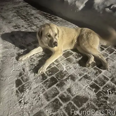 Найден алабай, молочный окрас, Нижний Новгород