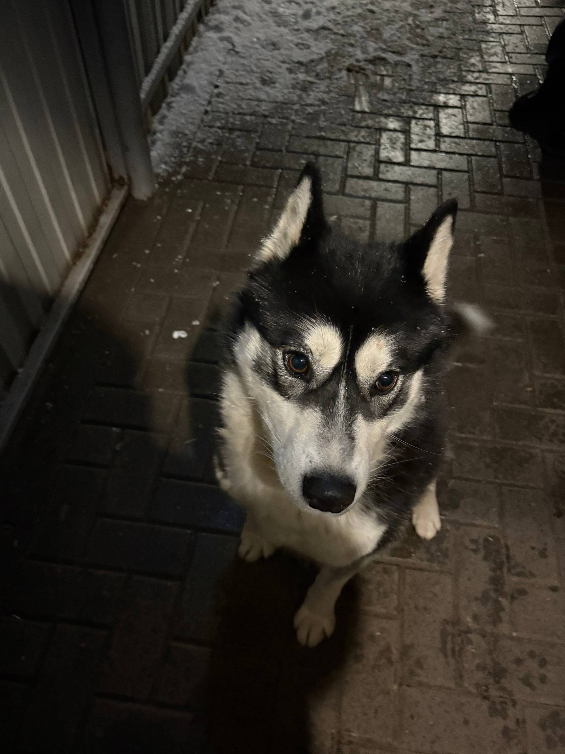 Пропал пёс Умка, площадь Ленина, г. Сасово