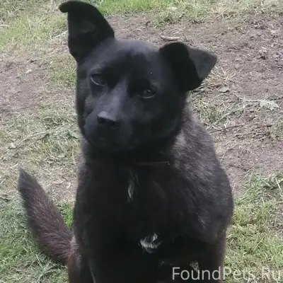 Пропал кабель Мишка, Селиваново