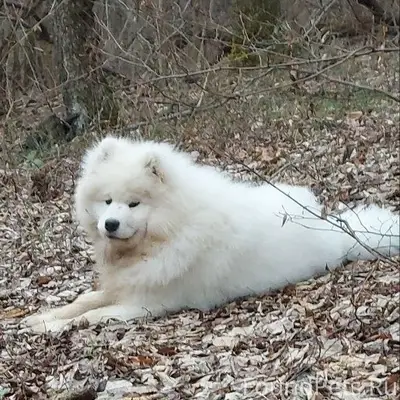 Пропал щенок самоеда Шаман, Симферопольский район